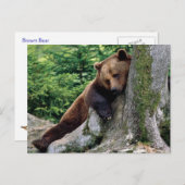 Restful Brown Bear Wildlifeシリーズ# 10ポストカード ポストカード (正面/裏面)
