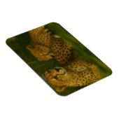 Resting Cheetah Duo in Forest Setting マグネット (右側)