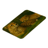 Resting Cheetah Duo in Forest Setting マグネット (左側)