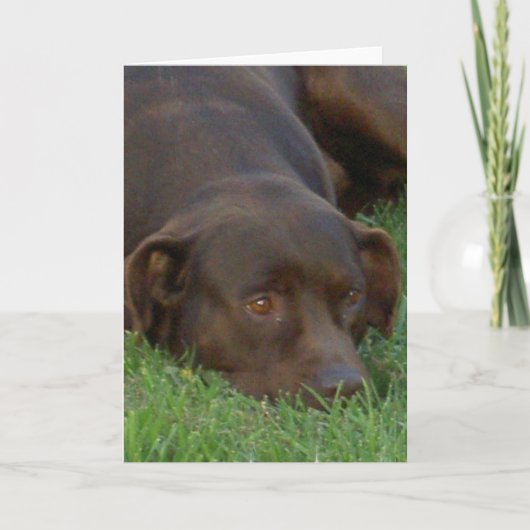 Resting Chocolate Labグリーティングカード カード (正面)