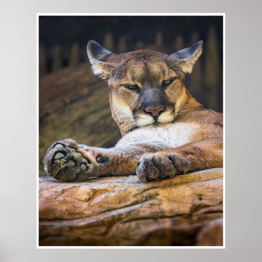 Resting Cougar Wildlife Nature Photography Print  ポスター (正面)