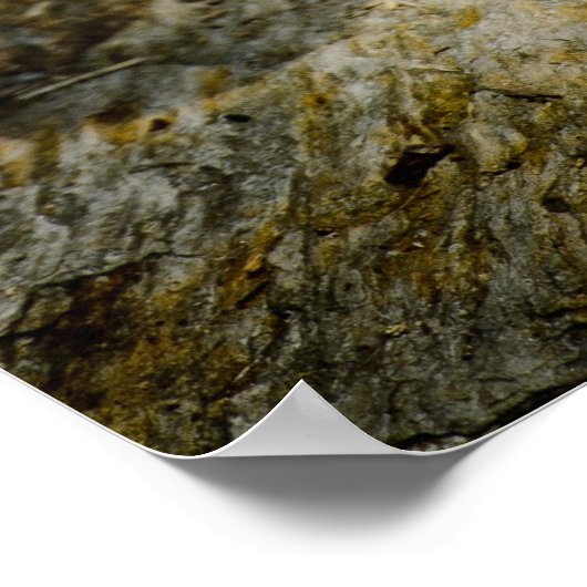 Resting Leopardポスター ポスター (角)