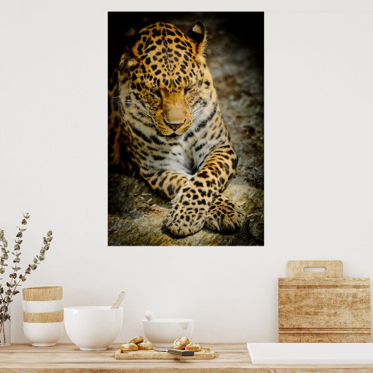 Resting Leopardポスター ポスター (キッチン)