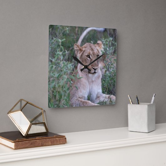 Resting Lioness in African Safari スクエア壁時計 (オフィス)