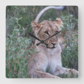 Resting Lioness in African Safari スクエア壁時計 (正面)