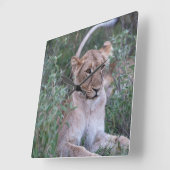 Resting Lioness in African Safari スクエア壁時計 (傾斜)