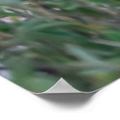 Resting Lioness in African Safari ポスター (角)