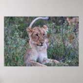 Resting Lioness in African Safari ポスター (正面)