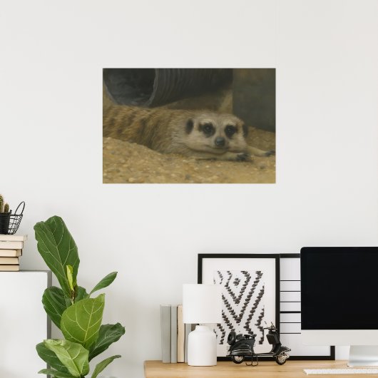 Resting Meerkat – Realistic Wildlife Art ポスター (ホームオフィス)