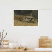 Resting Meerkat – Realistic Wildlife Art ポスター (キッチン)