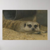 Resting Meerkat – Realistic Wildlife Art ポスター (正面)
