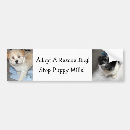 Resuce犬- Havaneseの子犬--を採用して下さい バンパーステッカー (正面)