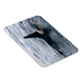 Resurrection Bay Orca Whale Photodesigned マグネット (右側)