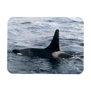 Resurrection Bay Orca Whale Photodesigned マグネット