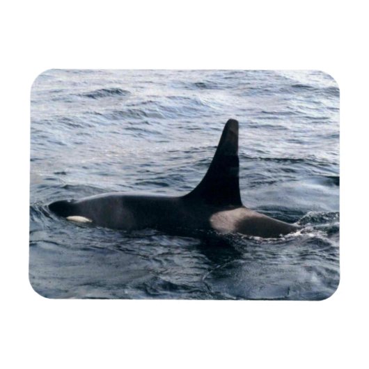 Resurrection Bay Orca Whale Photodesigned マグネット (横)
