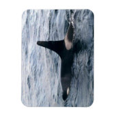 Resurrection Bay Orca Whale Photodesigned マグネット (縦)