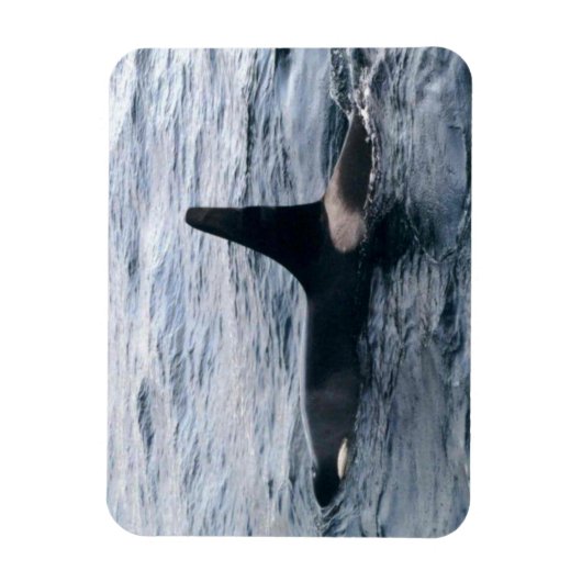 Resurrection Bay Orca Whale Photodesigned マグネット (縦)
