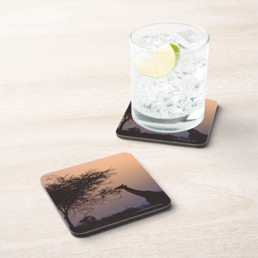 Reticulatedキリン2 コースター (右側)