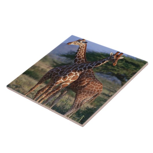 Reticulatedキリン2 タイル (側面)