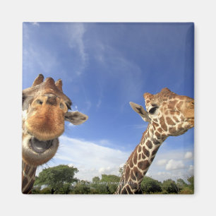 Reticulatedキリン(Giraffaのcamelopardalis) マグネット