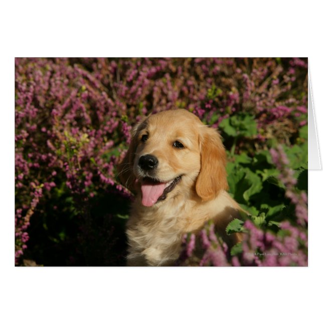 Retreiverの金子犬 (正面横)