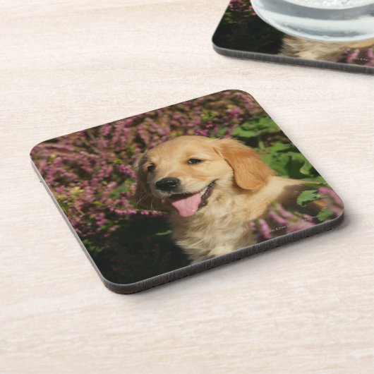 Retreiverの金子犬 コースター (左側)