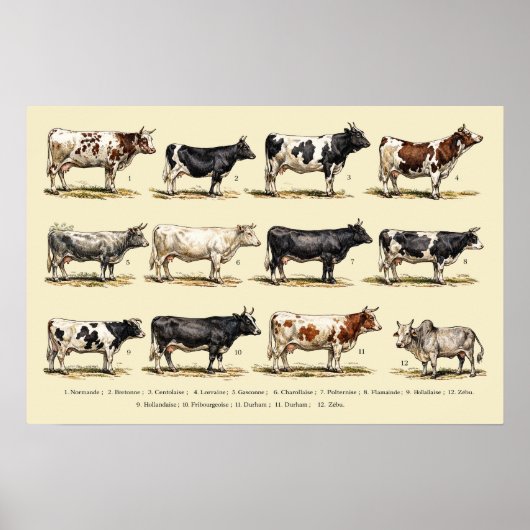 Retro Cattle Breeds Art ポスター (正面)