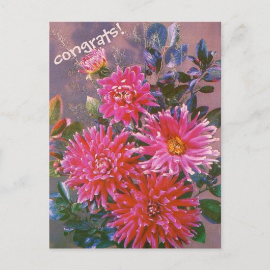 Retro postcard bouquet of pink georgines ポストカード (正面)