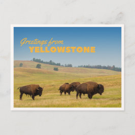 Retro Yellowstone Greetings Bison Grazing Blank ポストカード