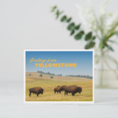 Retro Yellowstone Greetings Bison Grazing Blank ポストカード (スタンド正面)