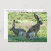 RHCはがき ポストカード (正面/裏面)