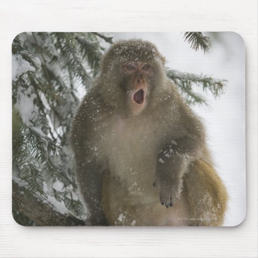 Rhesus Macaque monkey (Macaca mulatta)座っている マウスパッド (正面)