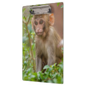 Rhesus Monkeyベビー、Monkey Temple、ジャイプール クリップボード (左)
