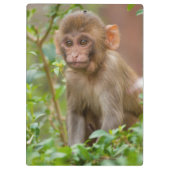 Rhesus Monkeyベビー、Monkey Temple、ジャイプール クリップボード (裏面)