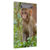 Rhesus Monkeyベビー、Monkey Temple、ジャイプール クリップボード (右)