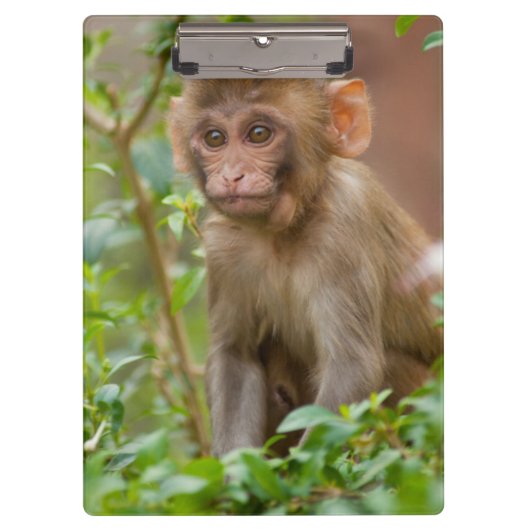 Rhesus Monkeyベビー、Monkey Temple、ジャイプール クリップボード (正面)