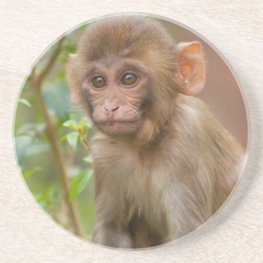 Rhesus Monkeyベビー、Monkey Temple、ジャイプール コースター (正面)