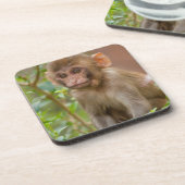 Rhesus Monkeyベビー、Monkey Temple、ジャイプール コースター (左側)