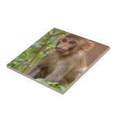 Rhesus Monkeyベビー、Monkey Temple、ジャイプール タイル (側面)