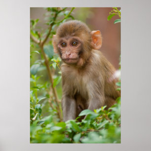 Rhesus Monkeyベビー、Monkey Temple、ジャイプール ポスター