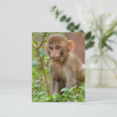 Rhesus Monkeyベビー、Monkey Temple、ジャイプール ポストカード (スタンド正面)