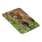 Rhesus Monkeyベビー、Monkey Temple、ジャイプール マグネット (右側)