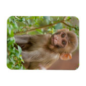 Rhesus Monkeyベビー、Monkey Temple、ジャイプール マグネット (横)