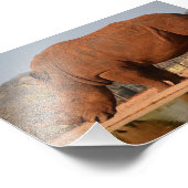 Rhinoと泥の写真 フォトプリント (角)