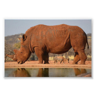 Rhinoと泥の写真 フォトプリント