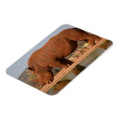 Rhinoと泥の写真 マグネット (左側)