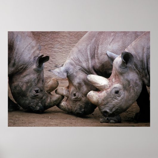 Rhinoグループ ポスター (正面)