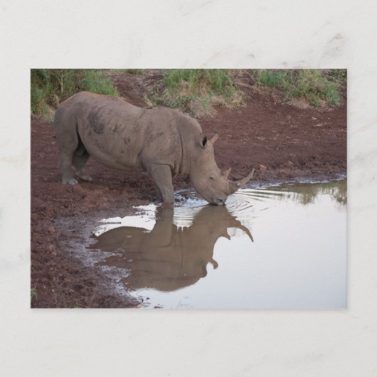 Rhino反射はがき ポストカード (正面)