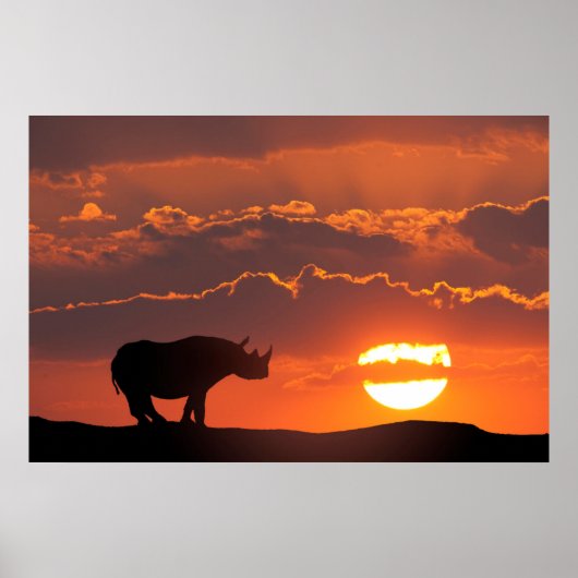 Rhino at sunset, Masai Mara, Kenya ポスター (正面)