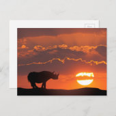 Rhino at sunset, Masai Mara, Kenya ポストカード (正面/裏面)